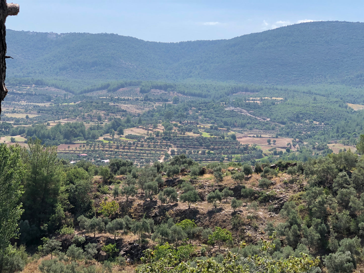 Premium Extra Virgin Olive Oil from Turkiye