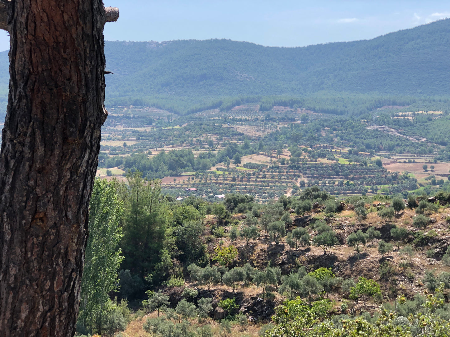 Bulk Order (10 Bottles) Oil of Anatolia Premium Extra Virgin Olive Oil from Turkiye