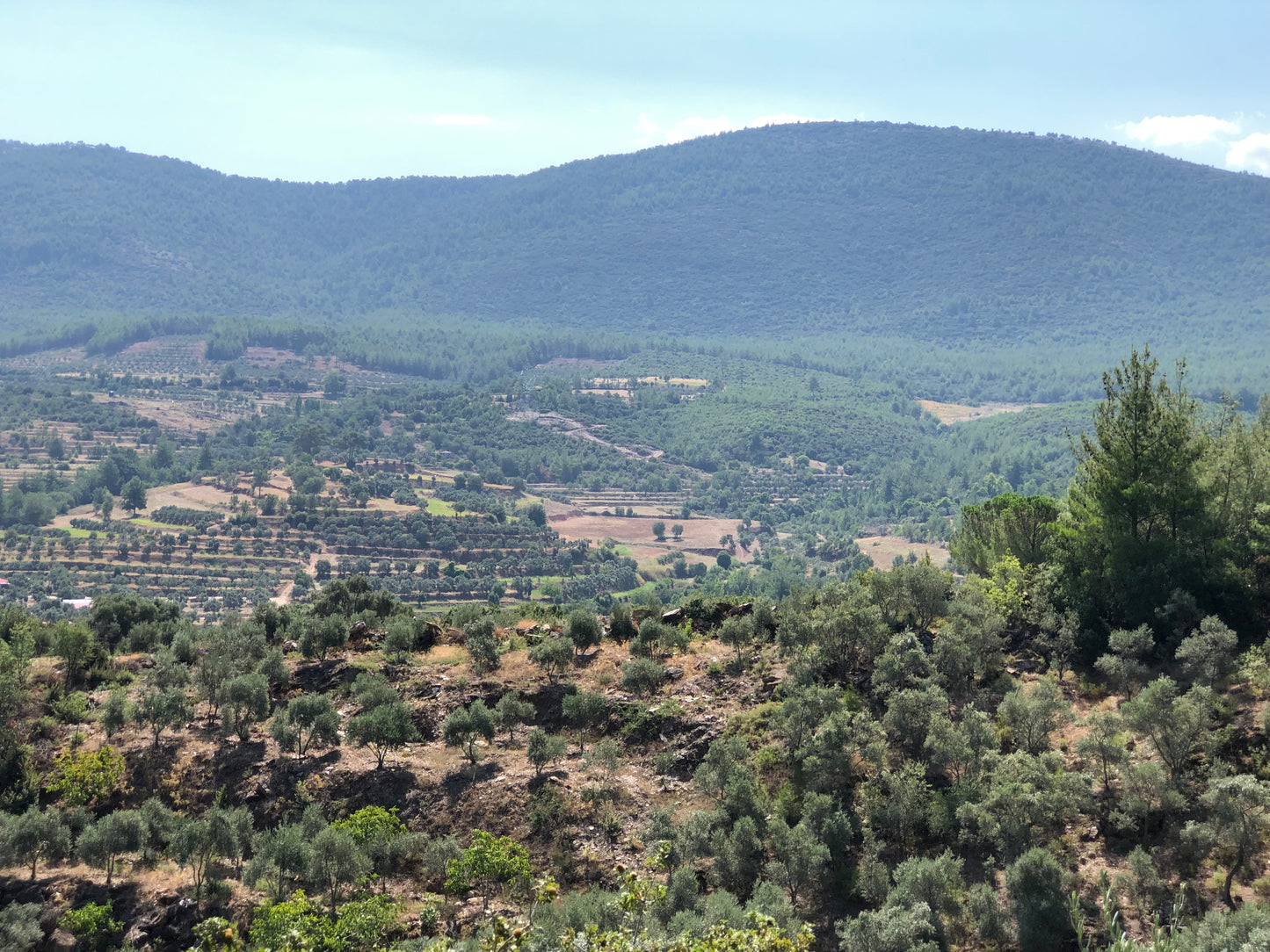 Premium Extra Virgin Olive Oil from Turkiye