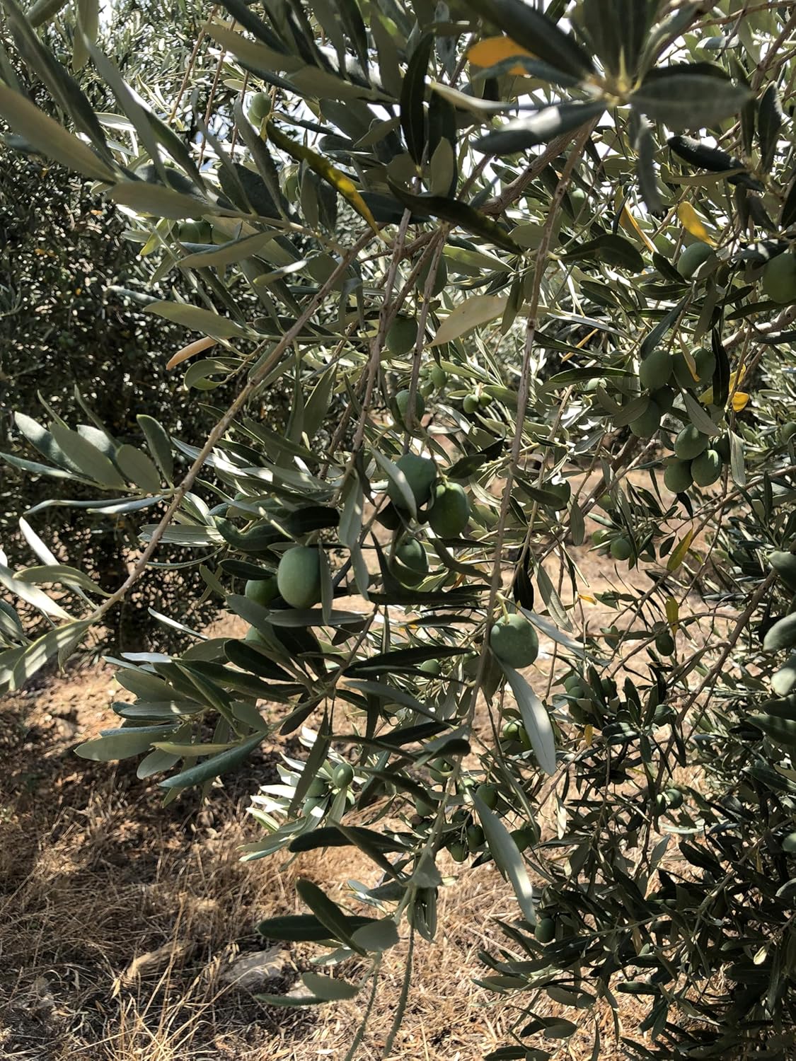 Premium Extra Virgin Olive Oil from Turkiye