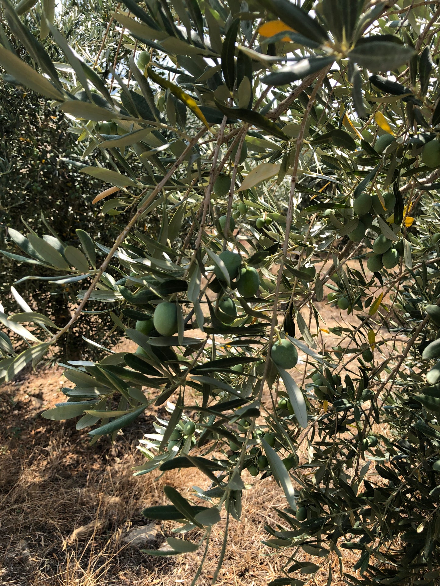 Bulk Order (10 Bottles) Oil of Anatolia Premium Extra Virgin Olive Oil from Turkiye